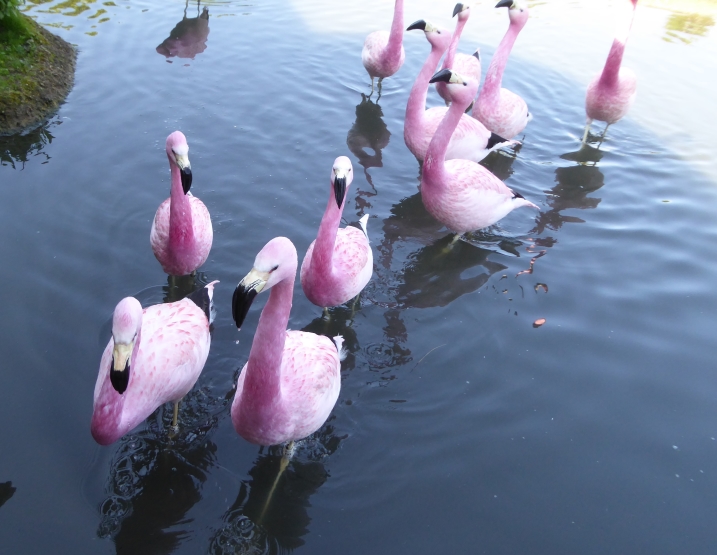 Andean flamingos at WWT Slimbridge